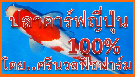 ร้านขายปลาคาร์ฟลำปาง